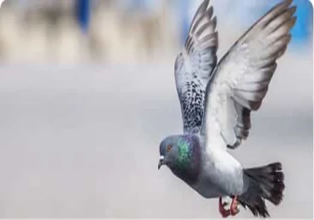 anti rats à casablanca