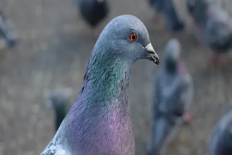 anti souris à casablanca