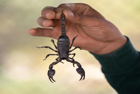 anti souris à casablanca