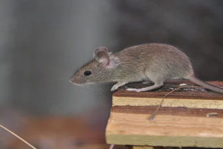 anti rats à casablanca