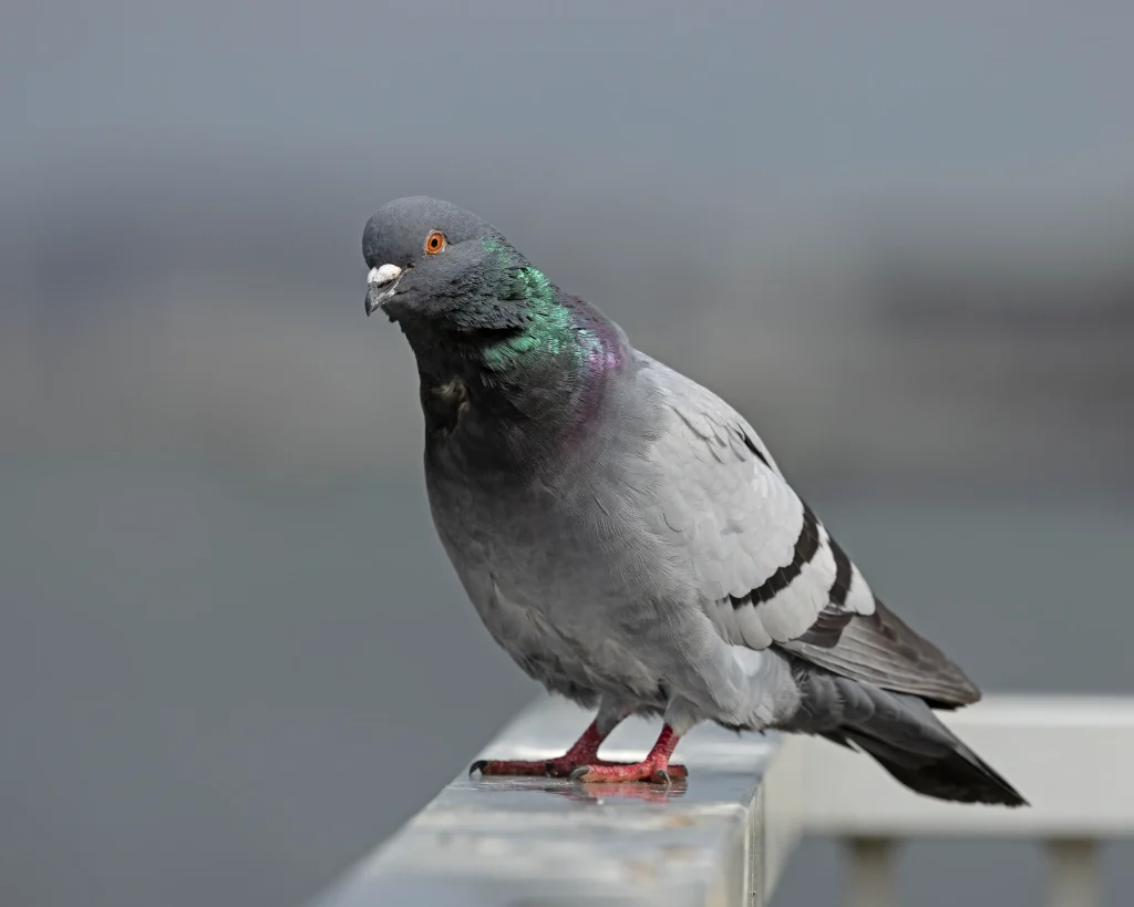 Société de Traitement des pigeons Casablanca