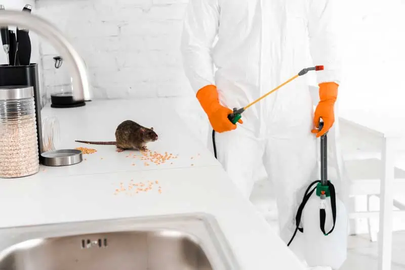 Société de Traitement souris Casablanca