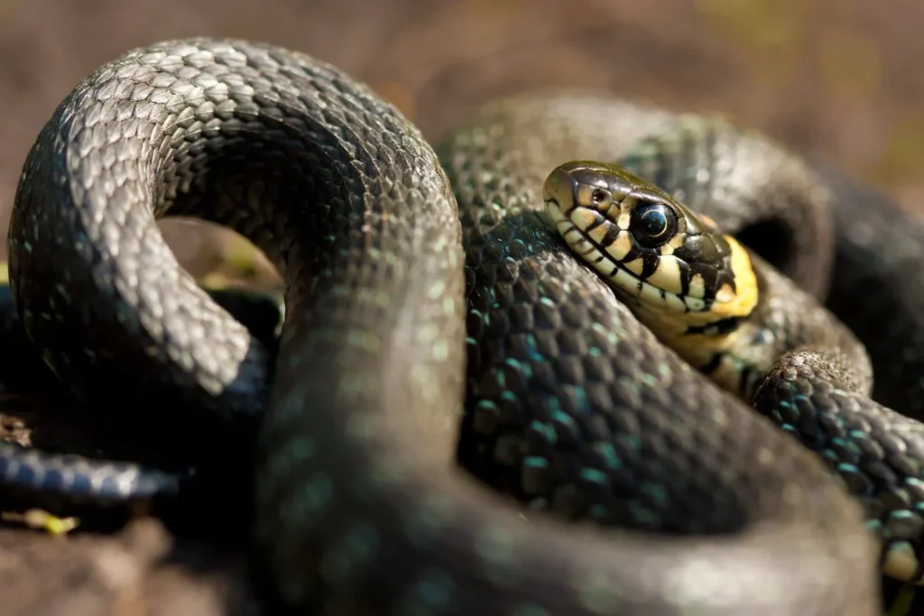 Société de Traitement serpent à Casablanca Maroc