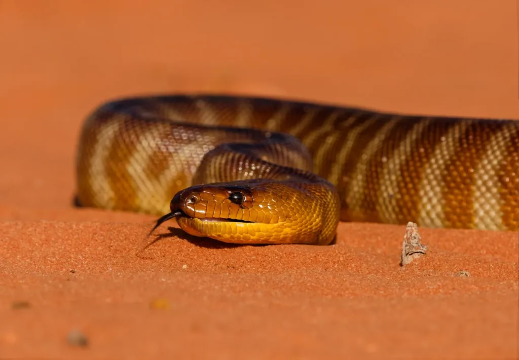 Société de Traitement serpent à Casablanca Maroc