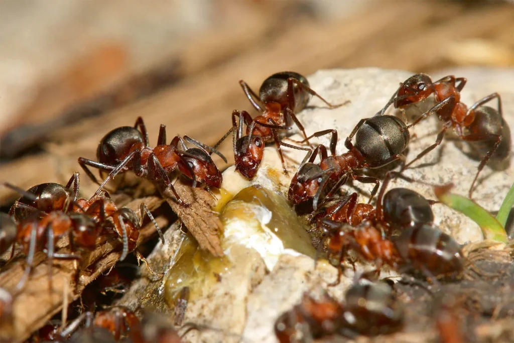 Société de Traiment Fourmis Casablanca