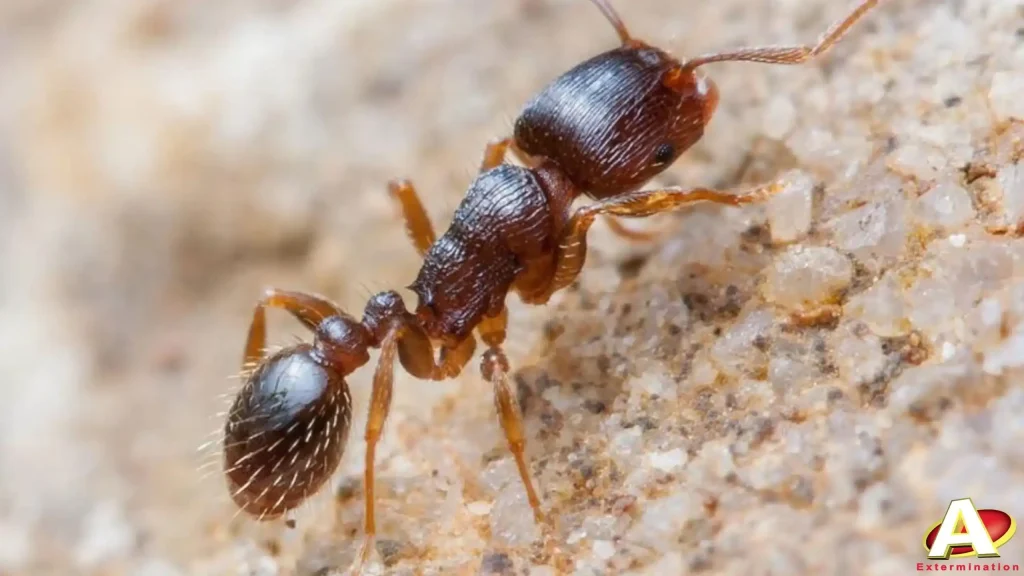 Société de Traiment Fourmis Casablanca